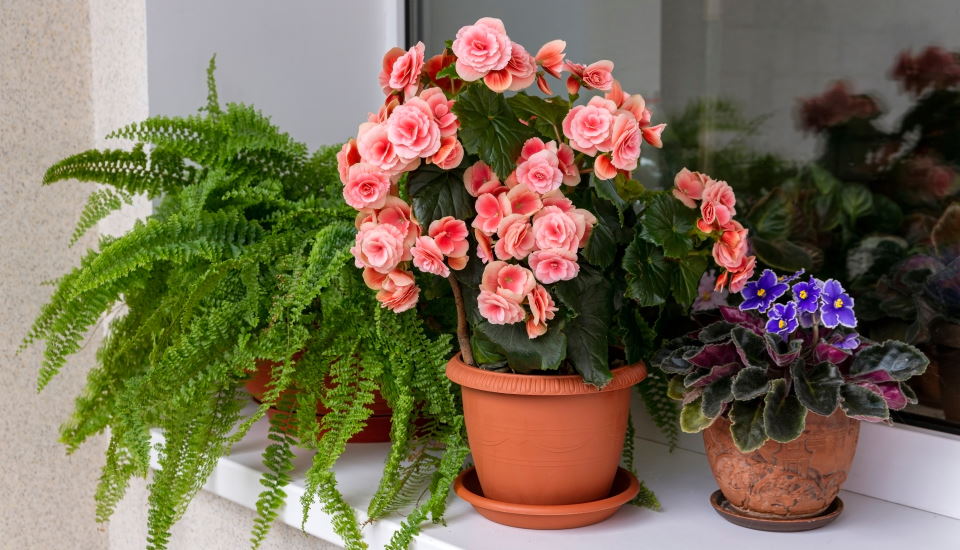 How to Grow Begonia From Seed