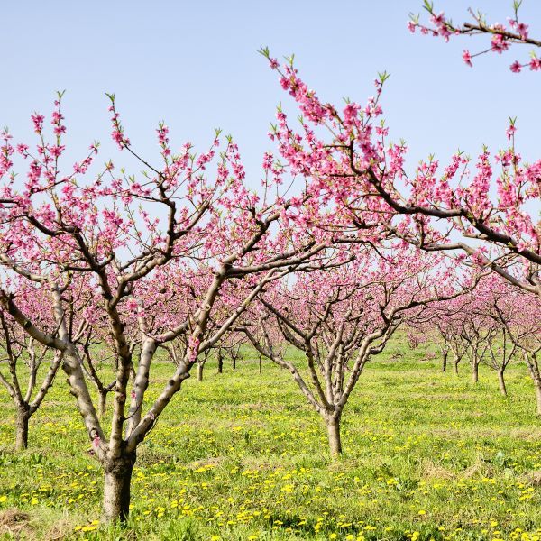 6 Best Peach Trees To Grow In Maryland