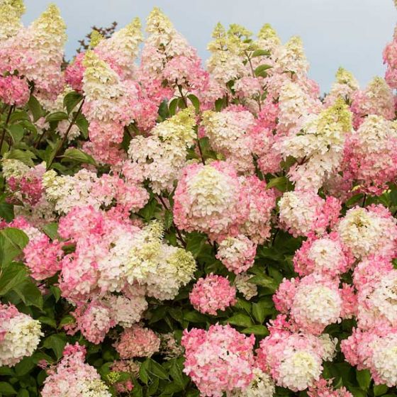 Best 5 Flowering Trees To Grow In New England