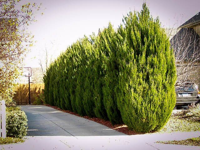 How Much Does It Cost To Install Privacy Trees?