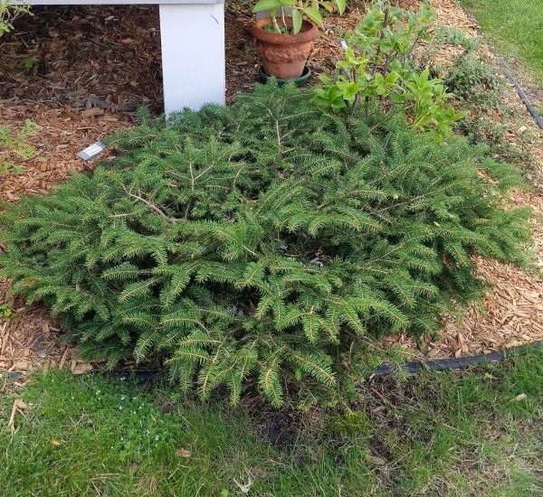 bird_s-nest-spruce-shrub-600x600-1.jpg