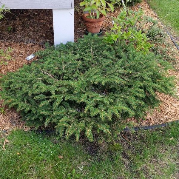 6 Best Spruce Trees To Grow In Missouri