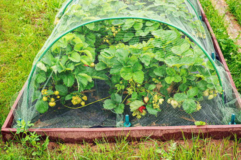 Bird Netting for Mini Garden