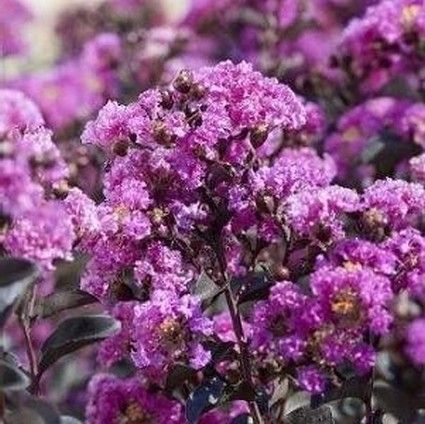 Best 6 Flowering Trees To Grow In Louisiana