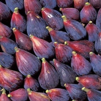 6 Best Fig Trees To Grow In San Diego