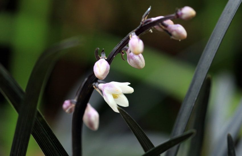 Black Mondo Grass Flowers