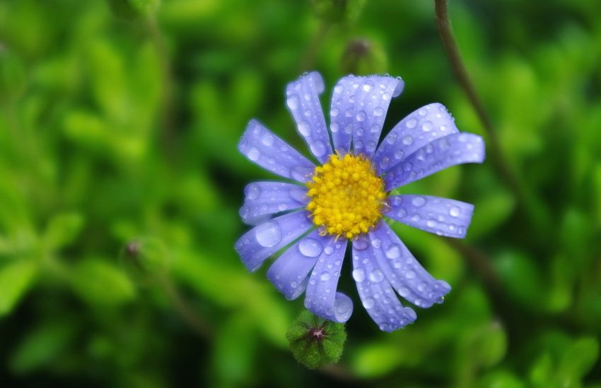 Blue Daisy