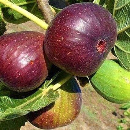 6 Best Fig Trees To Grow In Houston