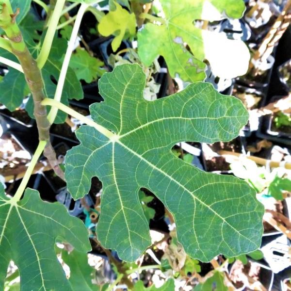 7 Best Fig Trees To Grow In Vancouver