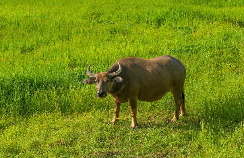 buffalo-grass-animal.jpg