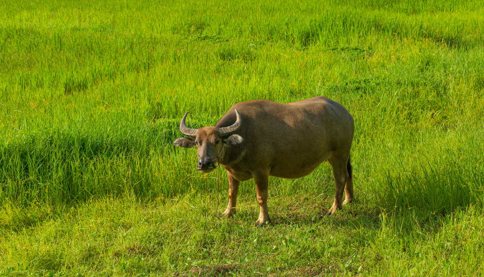 Learn About Buffalo Grass- How to Grow and Care