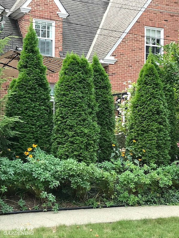 How Many Privacy Trees Do I Need?