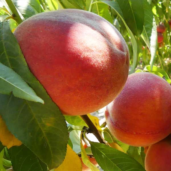 Best 7 Peach Trees To Grow In Austin Texas