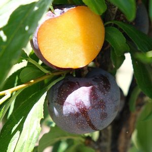 6 Best Plum Trees To Grow In Florida