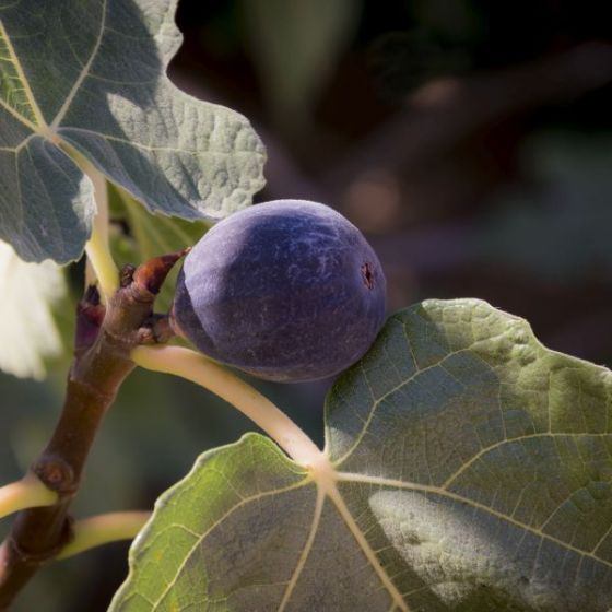 7 Best Fig Trees To Grow In Arizona