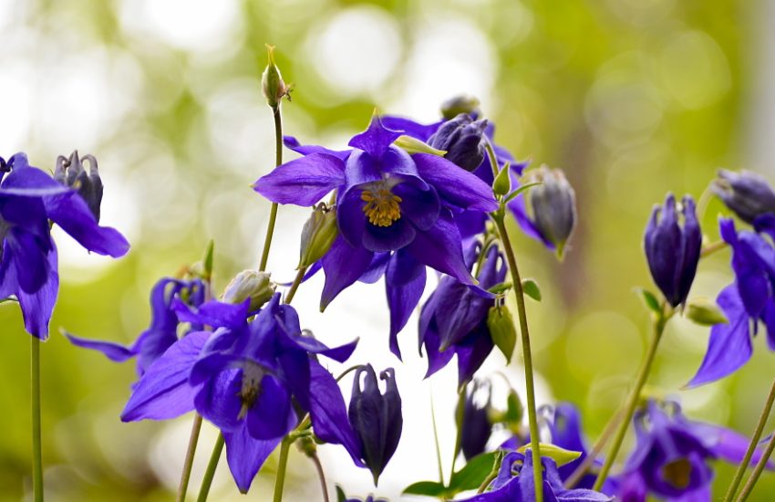 Common Columbine