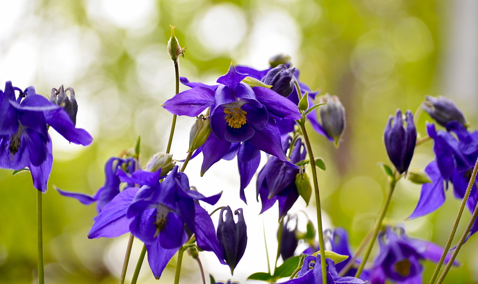 Common Columbine (Aquilegia vulgaris)  How to Grow and Care