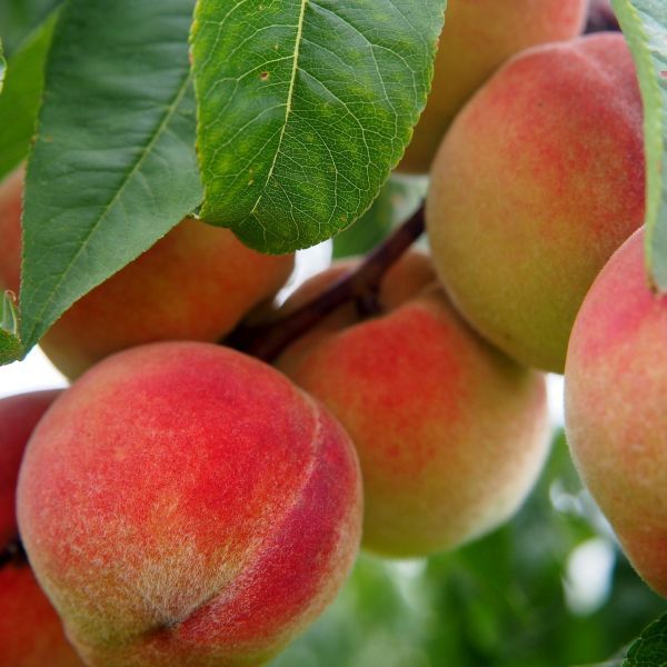 7 Best Peach Trees To Grow In Utah