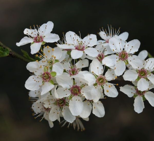 damson-plum-tree-blooms-600x600-1.jpg