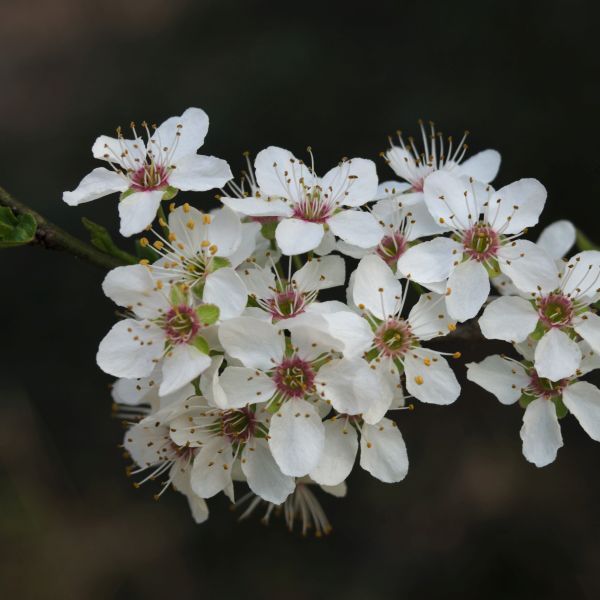 5 Best Plum Trees To Grow In Louisiana