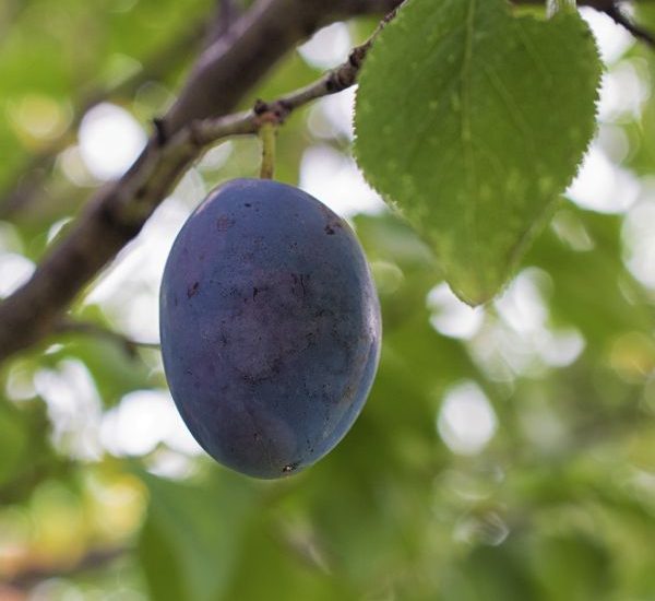 damson-plum-tree-fruit-600x600-1.jpg