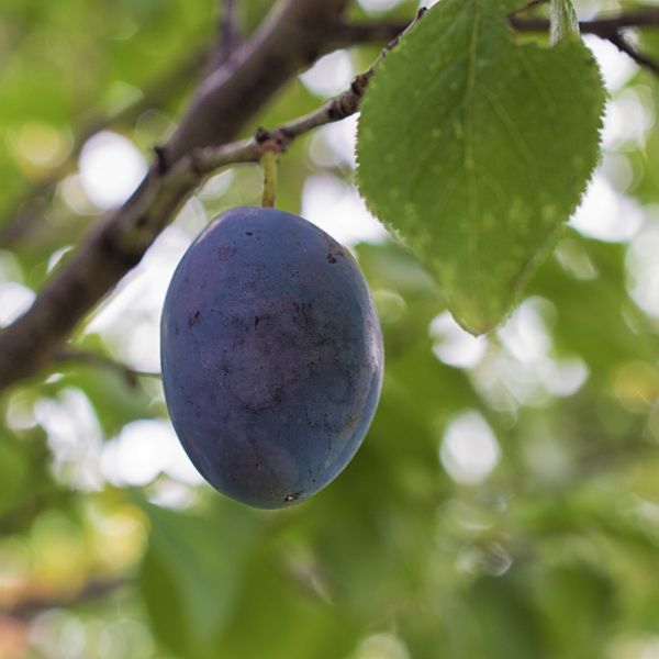 Best 5 Plum Trees To Grow In California