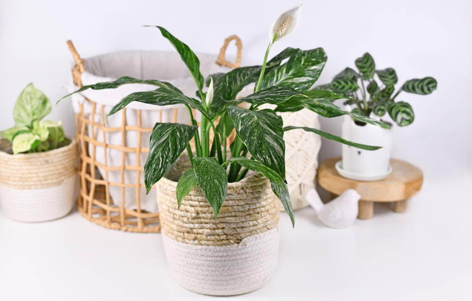 Domino Peace Lily : How to Grow & Care