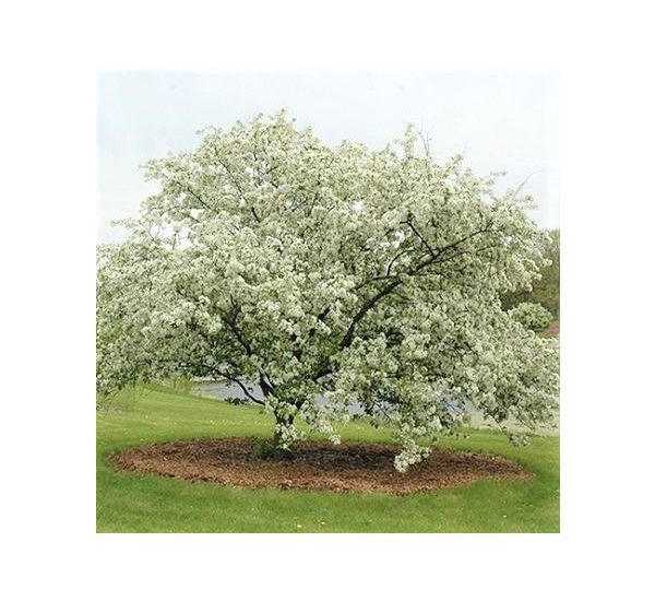 donald-wyman-crabapple-tree-425x425_1.jpg