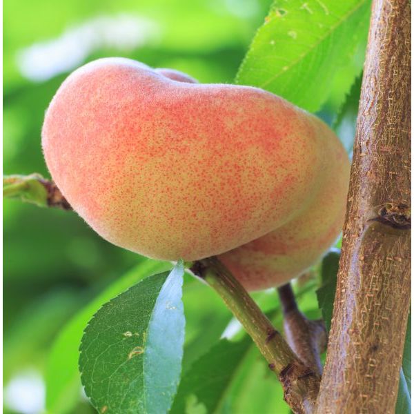 6 Best Peach Trees To Grow In Arizona