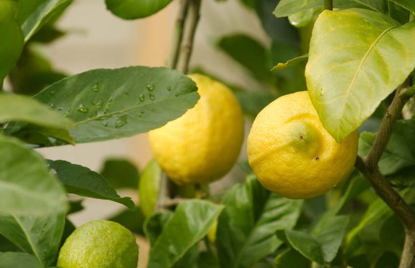 eureka lemon tree