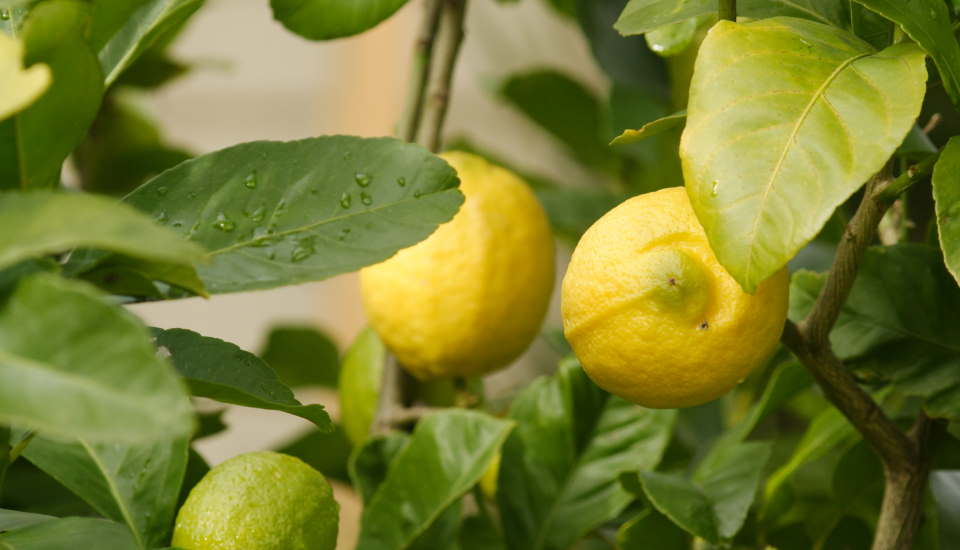 The Comprehensive Guide to Lemon Trees: How to Grow and Care for Them