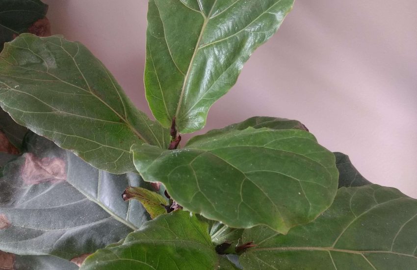 why does my fig tree have brown spots