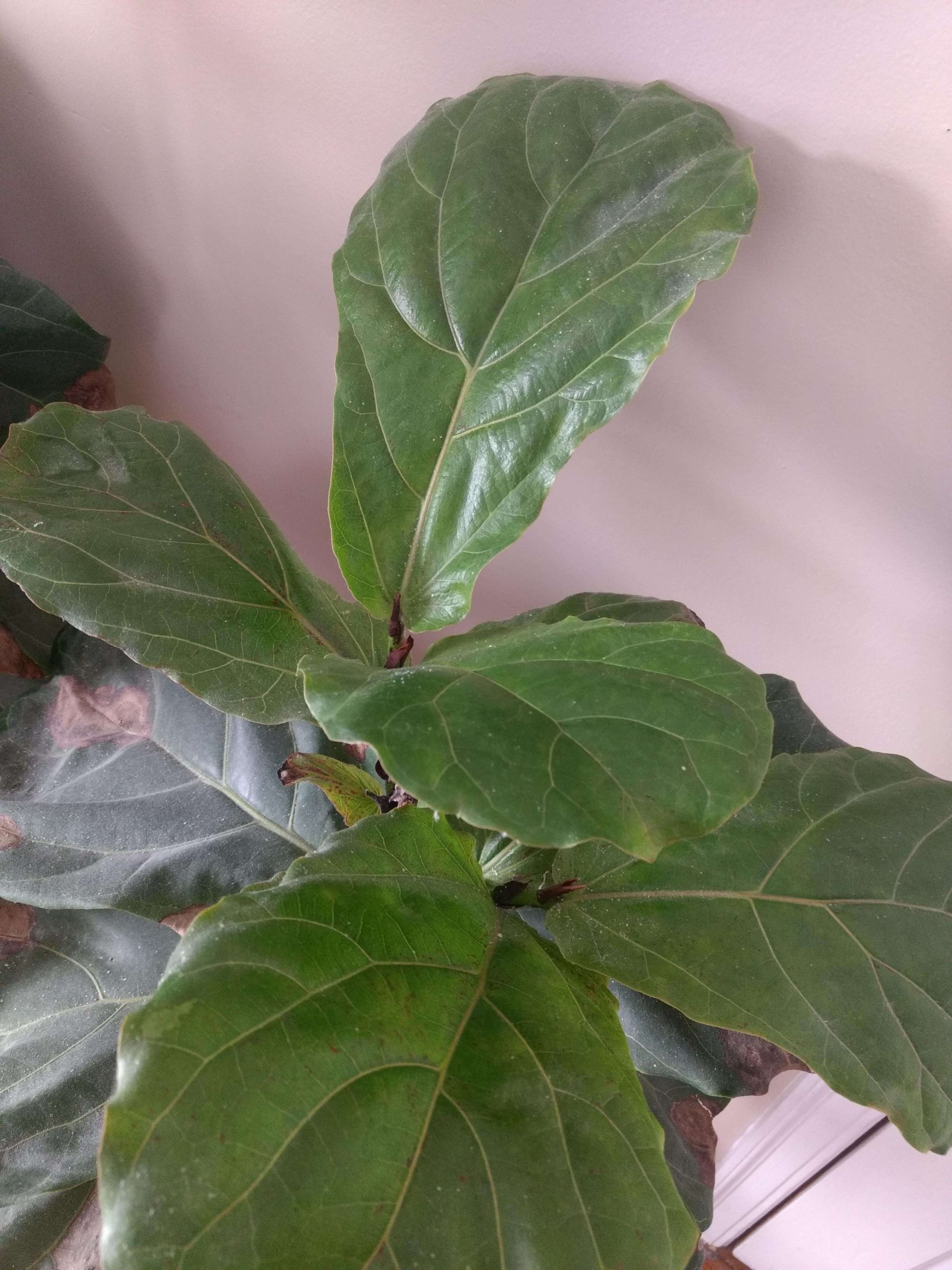 Why Does My Fig Tree Have Brown Spots?