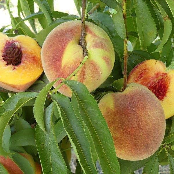 6 Best Peach Trees To Grow In Mississippi