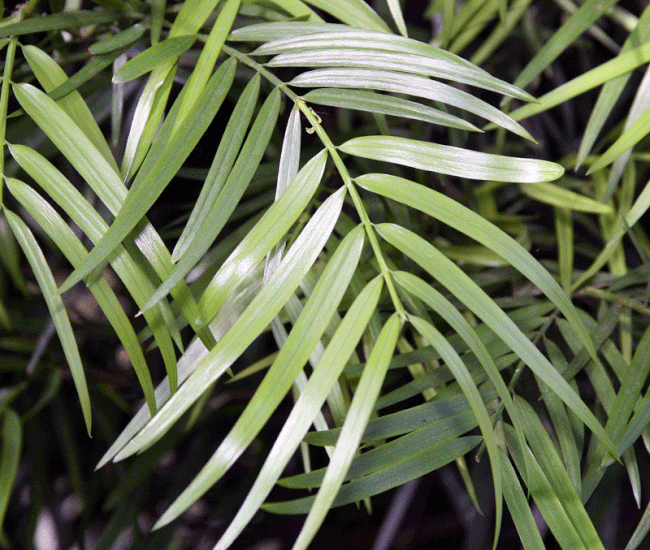 fern-pine-columnar-fgt-mainimage-800_650x-1.gif