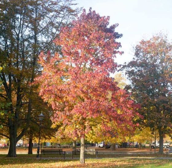 festival-sweetgum-tree-fall-color-1.jpg