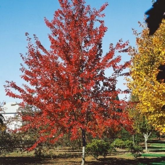Best 6 Flowering Trees To Grow In Oklahoma