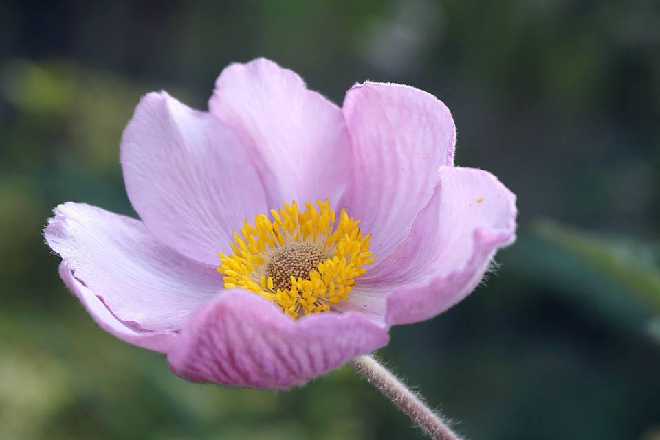Hellebore (Helleborus Orientalis) : How to Grow & Care