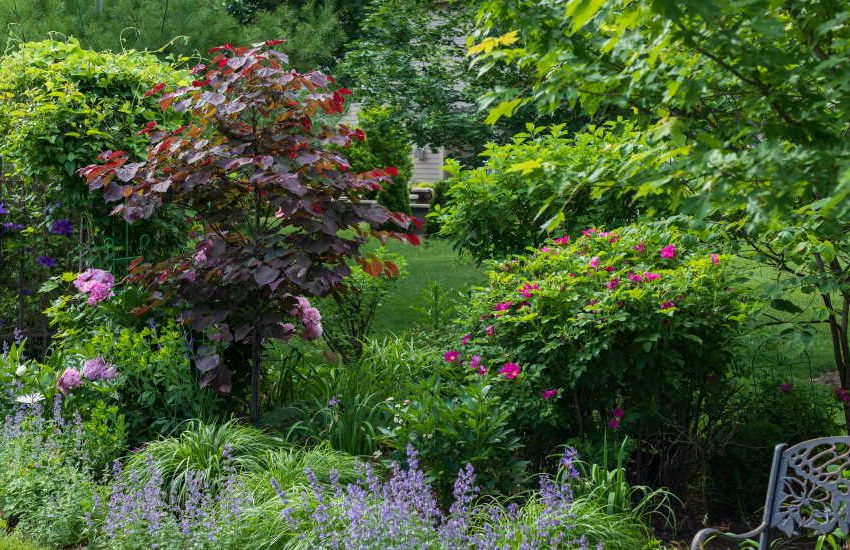 Forest Pansy Redbud Tree How to Grow and Care