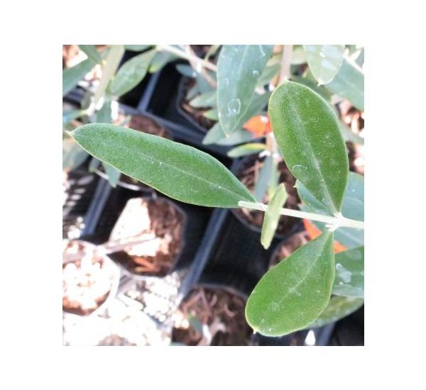 frantoio-olive-leaf-_3_-425x425-3.jpg