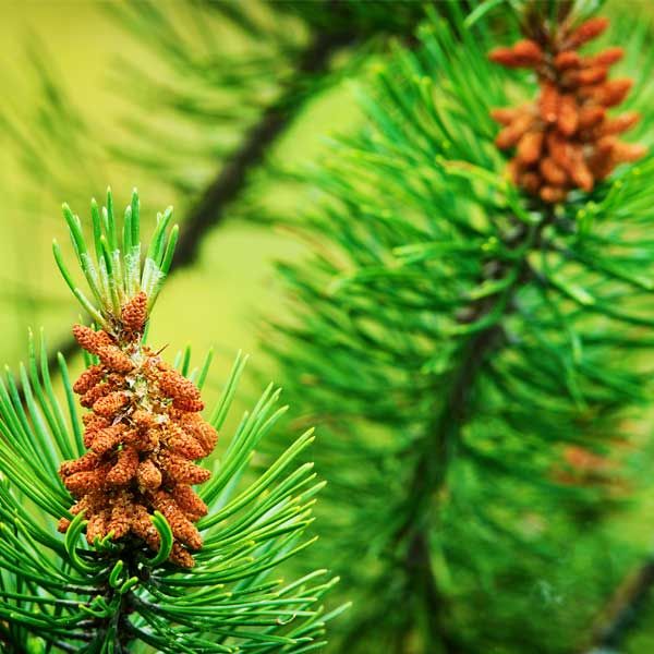 6 Best Pine Trees To Grow In Pennsylvania