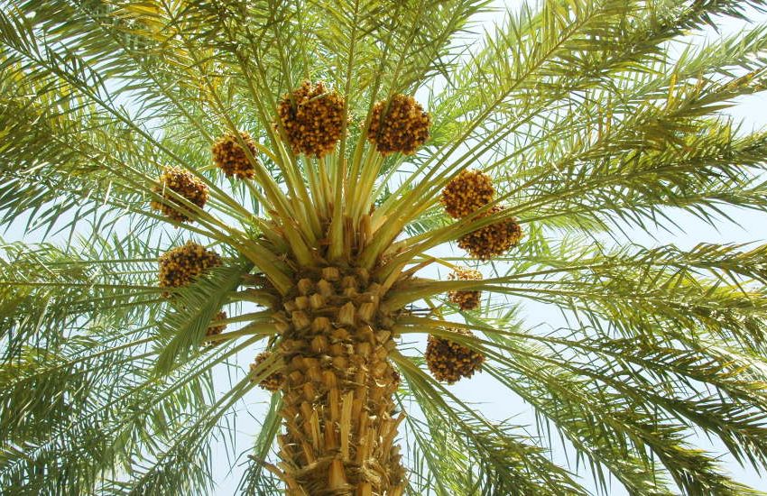 fruits-that-grow-out-of-palm-trees.jpg