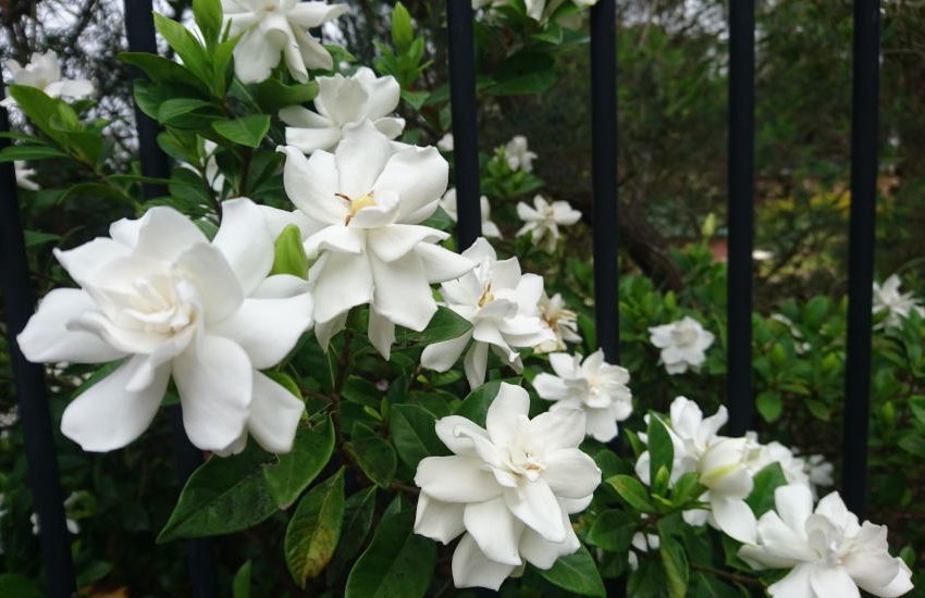 Gardenia flower