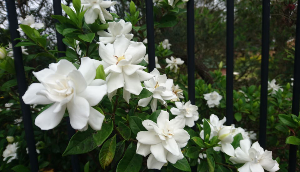 Gardenia : How to Grow & Care