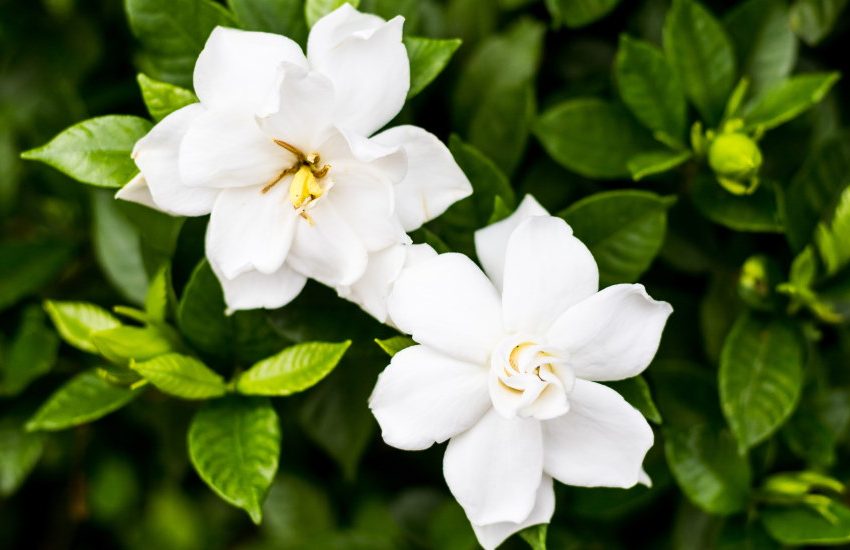 Outdoor Gardenia Plant