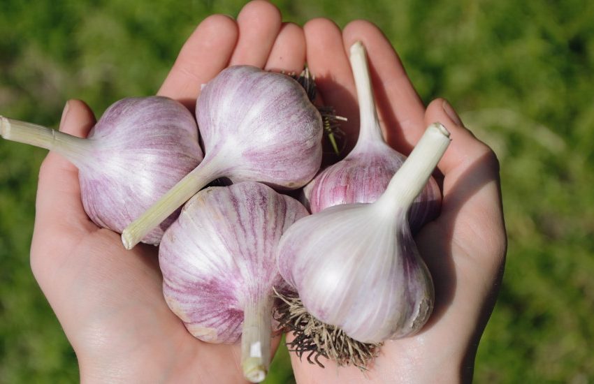 garlic central texas