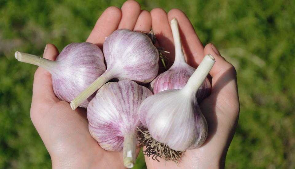 How To Grow Garlic in Central Texas