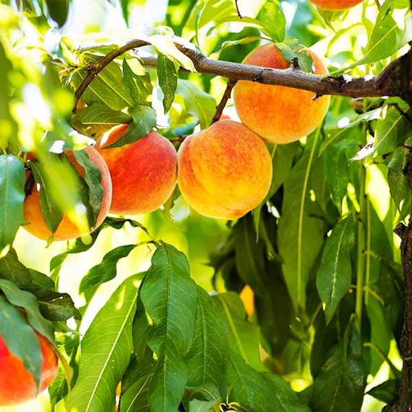 Best 7 Peach Trees To Grow In Pennsylvania