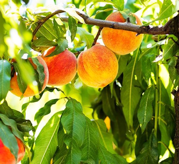 garnet-beauty-peach-1-600x600-3.jpg