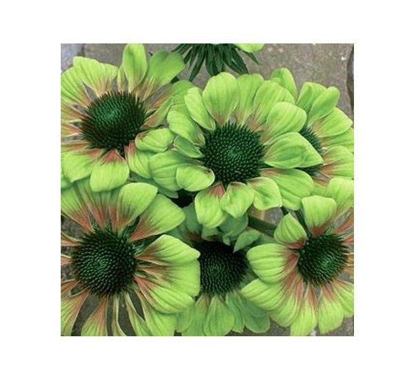 green-envy-multiple-flowers-close-up-425x425-1.jpg